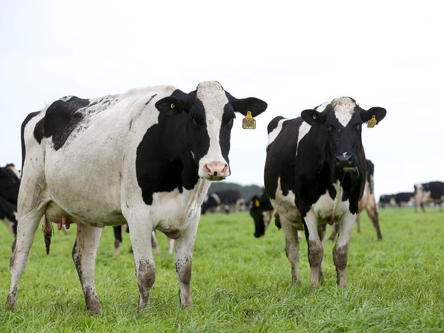 Union Dairy Company's showpiece farm at Grassmere. Cows in the paddock. generic farm, cowPicture: ANDY ROGERS