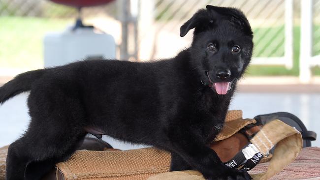 Drax, a 9wk old German Shepard pup destined to be a police dog.Pictrure Patrina Malone