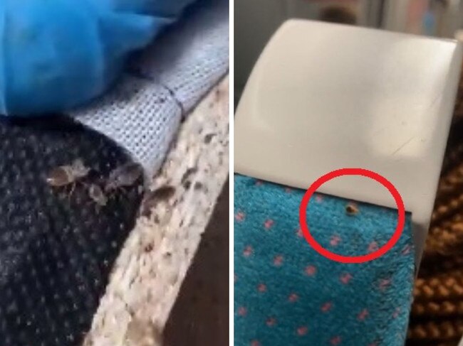 France plagued by gross bedbug problem