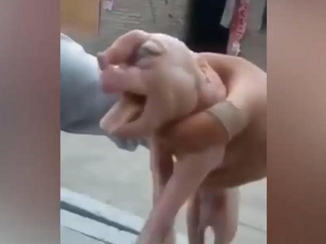 This mutant piglet appears to have a penis on its forehead and a human-like face. Picture: Supplied