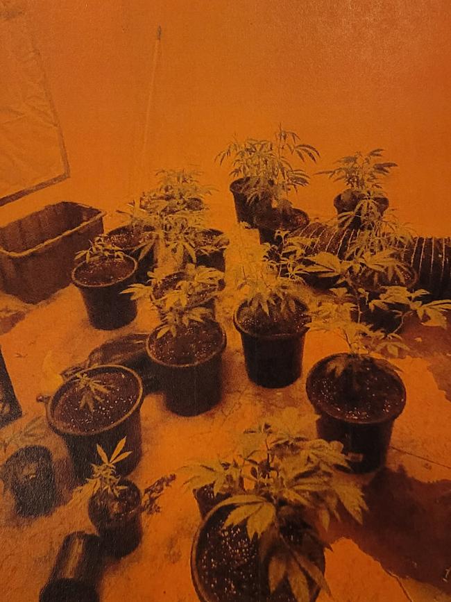 Some of the cannabis plants found at the Newton home. Picture: District Court.,