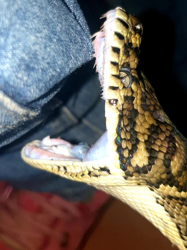 Gold Coast and Brisbane Snake Catcher Tony Harrison's best photos. Photo: Gold Coast and Brisbane Snake Catcher