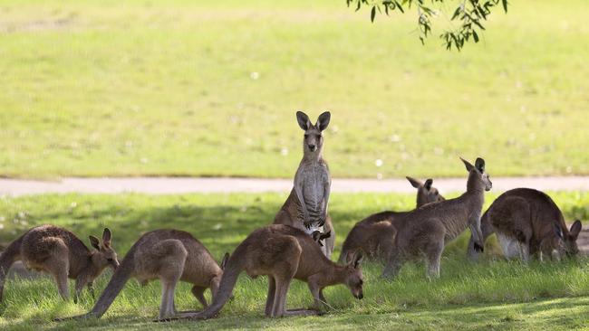 Kangaroos at Arundel Hills Country Club. Picture: Adam Head