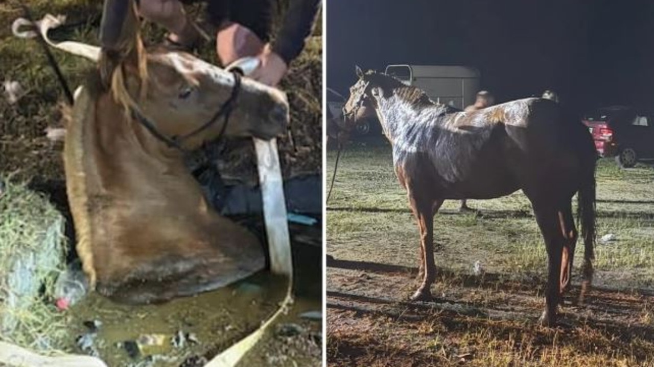 Bogged: Horse’s dramatic rescue from septic tank