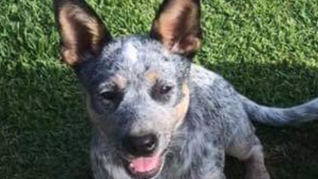 Josie, an ACD found dead and mutilated at Boyland, Gold Coast. Picture: supplied