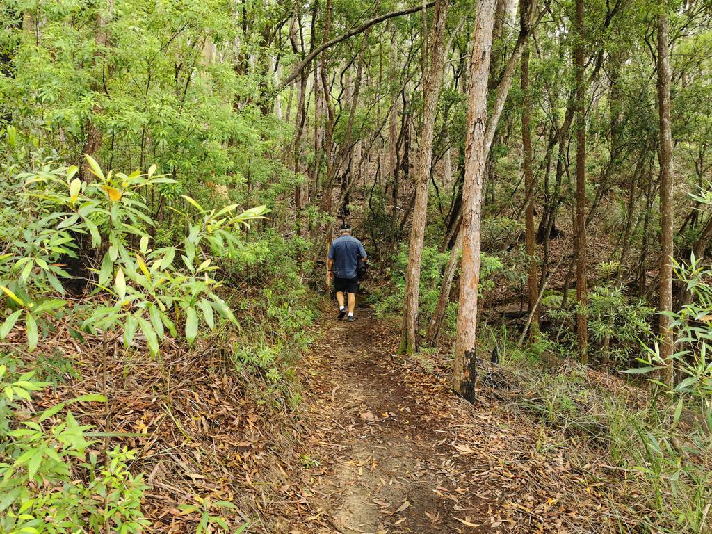 ‘Alarming’ rates of deforestation on the North Coast | Daily Telegraph