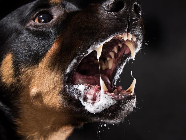 Ferocious Rottweiler barking mad on black background.