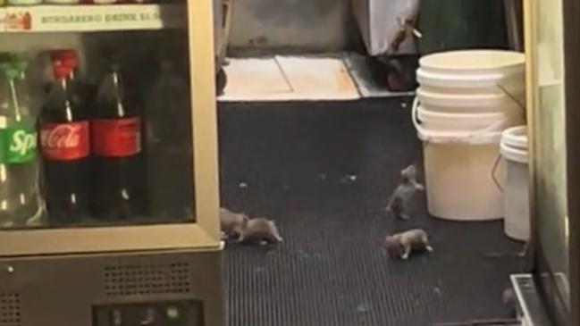 Rats inside Indian Home Diner in Paddington. Picture: TikTok