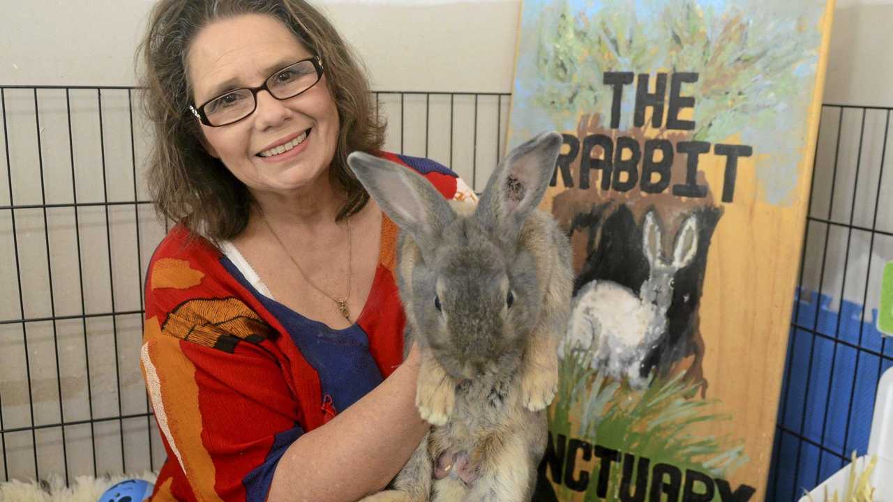 BIG BUNNY: Rabbit Rescue Sanctuary's Kim Cooney with renegade rabbit Boo, who was busted by Queensland Police last week. Picture: Jarrard Potter