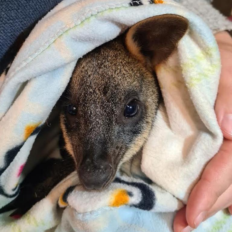 The joey is in a safe enclosure before it is released back into the wild. Picture: Hamilton Wildlife Shelter