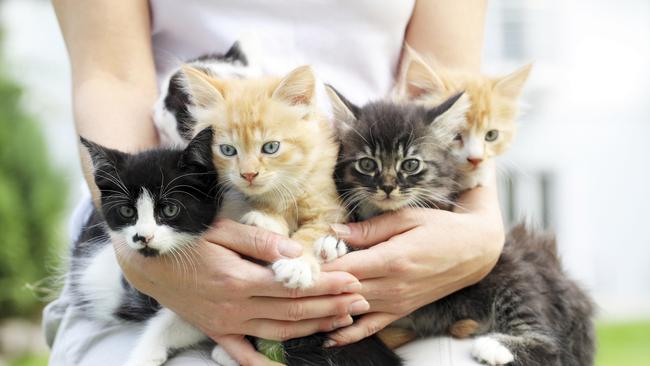 The man killed five cats and sat on a sixth. Picture: File photo/istock