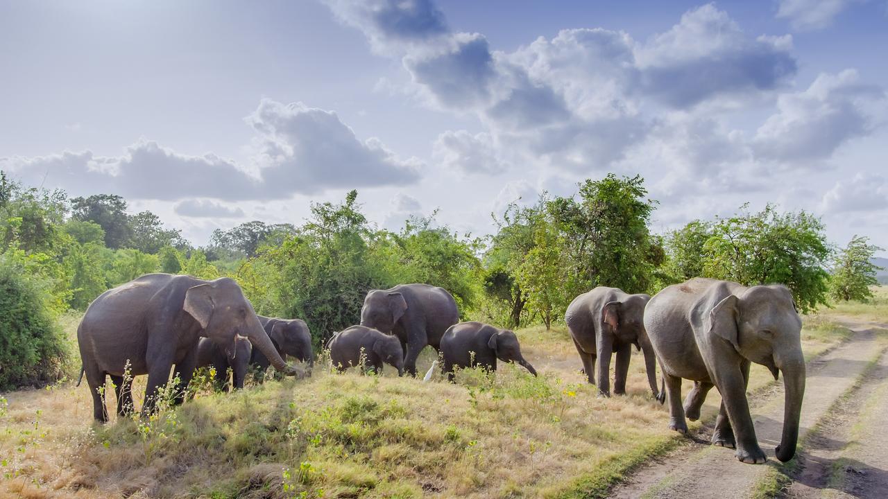 Elephant in Sri Lanka breaks into van for Aussie tourists’ food | news ...