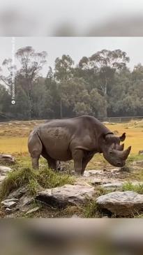 Playful Rhino in the mud