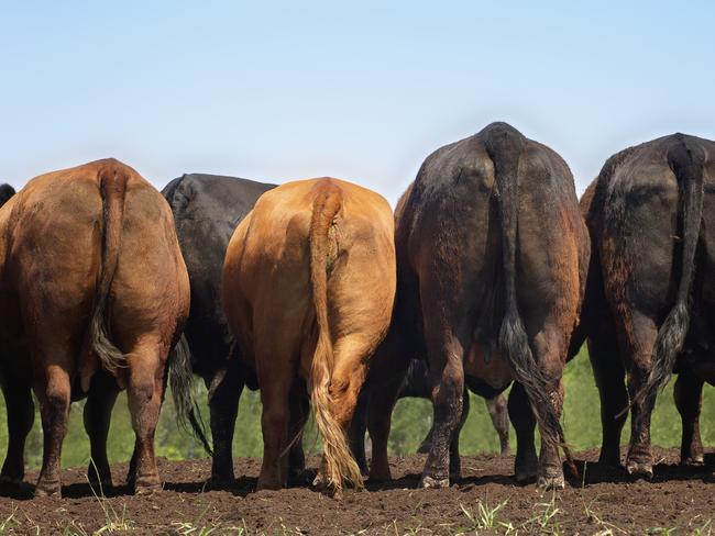 Backsides of organic beef cows standing in a row. cows, methane