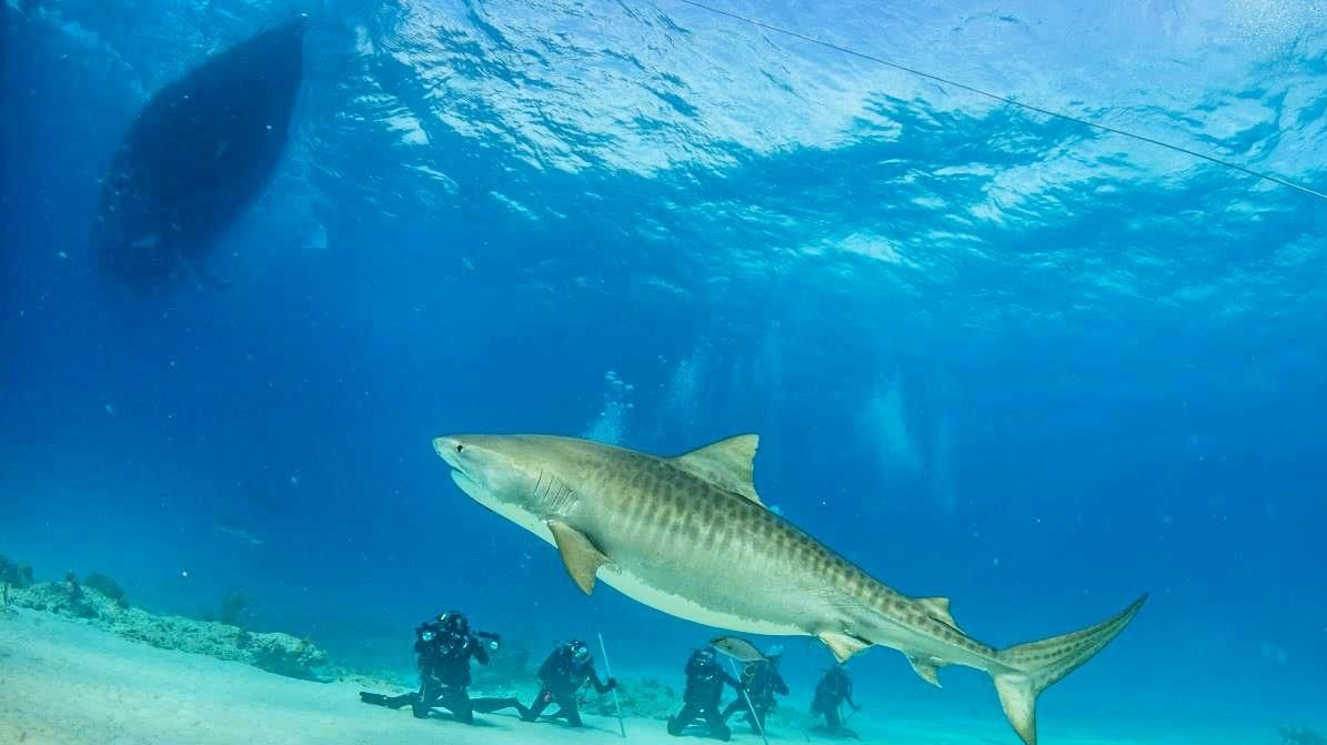 Tawny shark clearance watch