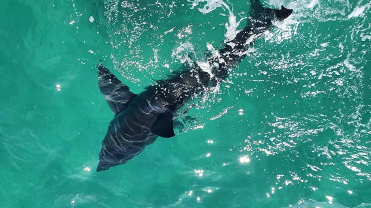 A sub-adult great white shark seen in South Australia in August. Picture: Kylie Douglas