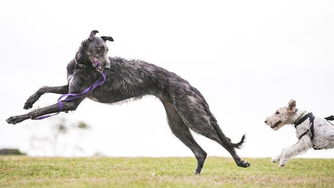 Kunzi checks if Archie’s catching up. Picture: Dylan Robinson