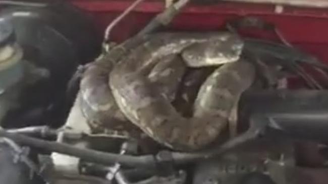 Have you checked your car for snakes?