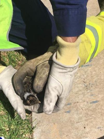 The baby bird being carefully handed over the firefighter. Picture: Fire and Rescue NSW