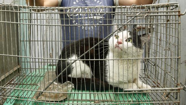 Christian Smits with the Feral cat he caught in his back yard in Tempe. Picture: John Appleyard