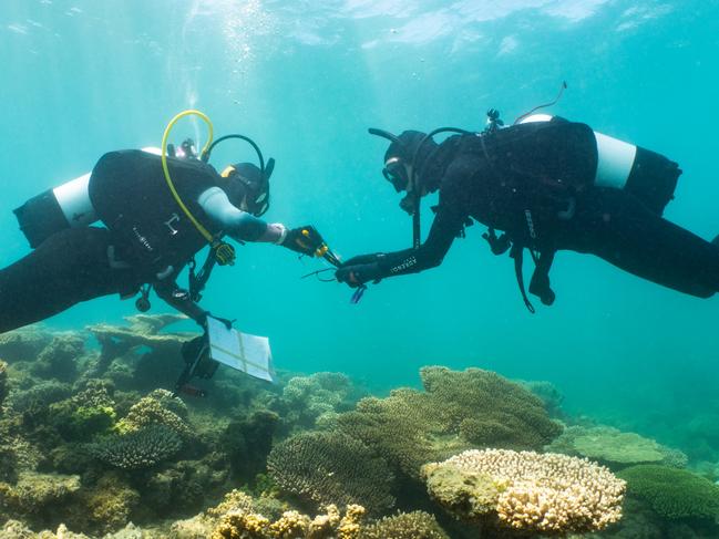 EMBARGO NETWORK FIRST USE ONLY - WEEKEND STORY- NETWORK NEWS PREMIUM CONTENT: NO THE AUSTRALIAN/NO NEWS.COM/NO SKY NEWS - , - Minderoo scientists in the water off Exmouth WA. Supplied: MInderoo