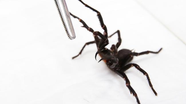 Westmead Hopsital is a drop off spot for funnel-web spiders, keepers from the Reptile Park collect the spiders for milking. Male funnel-web spider called Big Boy