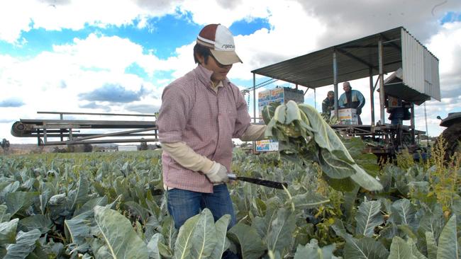 A backpacker from Taiwan harvesting cauliflowers in Queensland in a 2007 picture from our files. There is no suggestion he was an illegal worker. Picture: David Martinelli