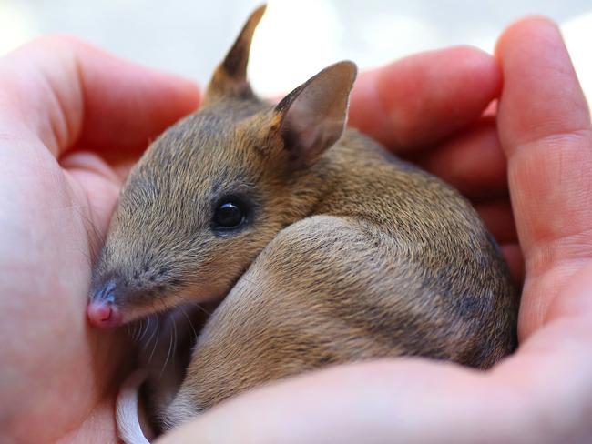 The eastern barred bandicoot.