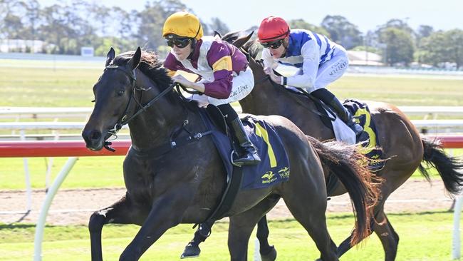 Rolling Magic can bring up the hat-trick at Hawkesbury. Picture: Bradley Photos