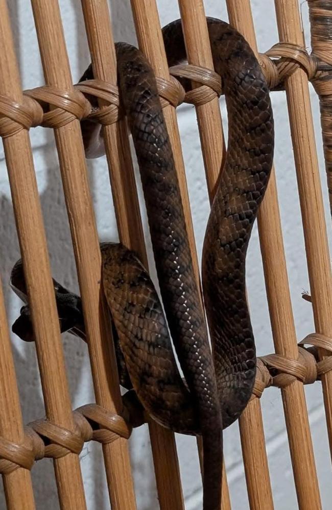 This brown tree snake, seen inside a home, was posted by an anonymous user on the Snakes Identification Australia page with the caption: "Hi this has crawled up on a friend's chair to avoid the weather in Byron Bay."