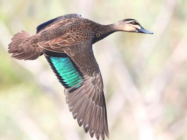 Decision to allow duck hunting in 2021 ignores science and public opinion., Pacific Black Duck Picture: Con Boekel