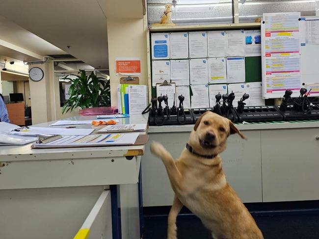 Storm getting an exclusive tour of the office at Flinders Street Station. Picture: Supplied by Metro Trains