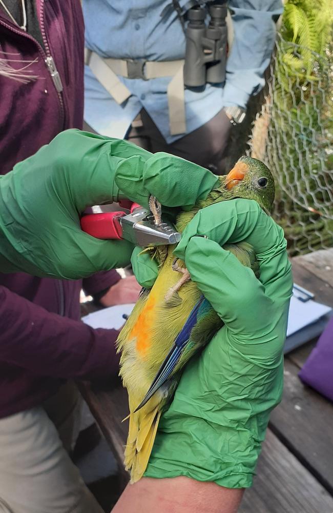 Orange-bellied parrots released into the wild ahead of expected largest-ever winter migration. Band being attached to bird. Picture: NRE Tasmania.