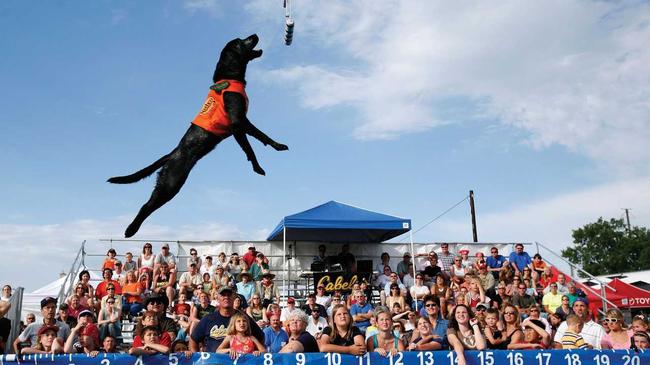 The Gold Coast Pet and Animal Expo is returning in 2019 for it's 17th year.