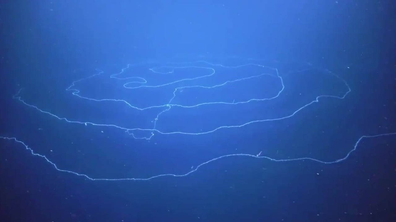 The siphonophore found off West Australia. Experts think it is in this form to feed. Picture: supplied