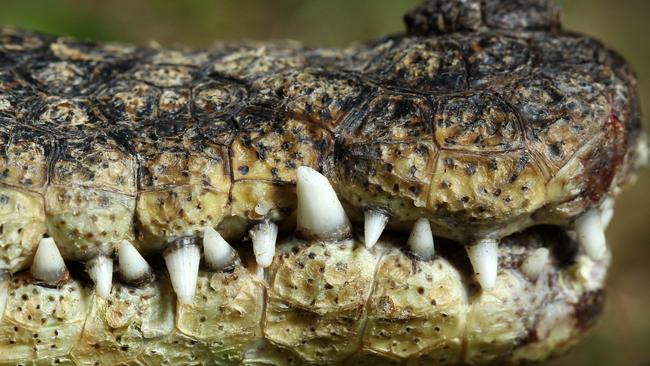 Saltwater crocodile teeth. *Fangs, scales, alligator, saltie, salty*