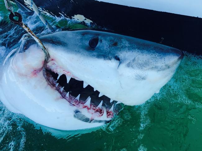 A 2.35m Great White caught off Main Beach at Evans Head. No sharks have been caught on the northern beaches’ drumlines since they were deployed on March 12. Picture: Supplied