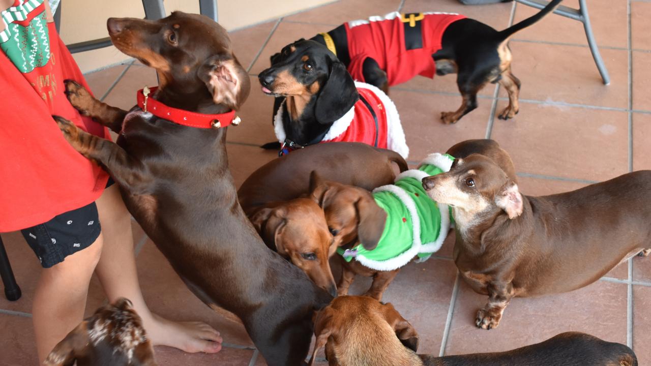Please may I have some more treats. Photo: Janessa Ekert