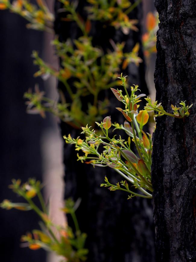 Mogo nature has started to regrow following the bushfires. Picture: Toby Zerna