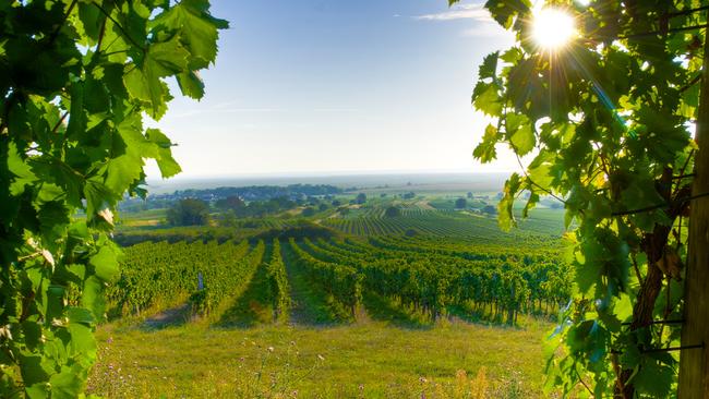 Vineyards in Austria's picturesque Burgenland wine region.