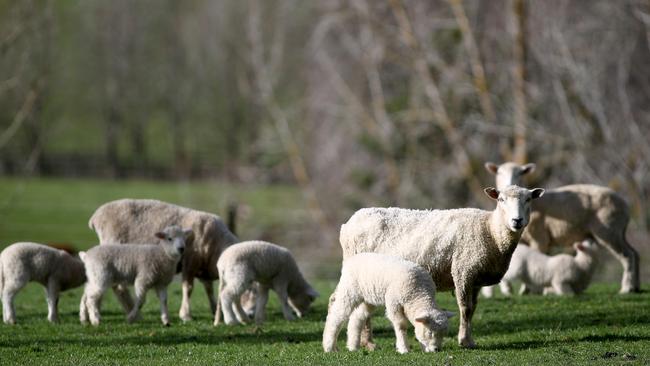 Flocking to the market … agriculture is one emissions industry that is already getting to grips with trading carbon credits. Picture: Getty Images