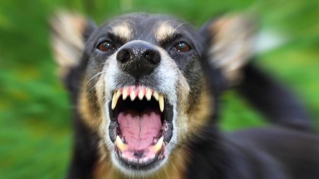 Rabies presents as untoward aggression. Picture: iStock