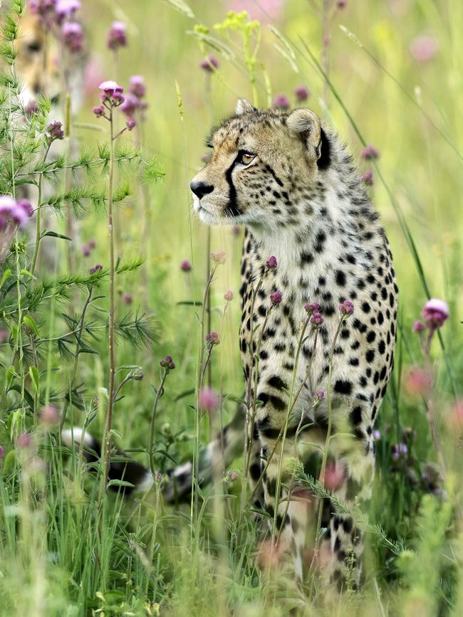 Dee Roelofsz’s image “Focused” of a cheetah in high grass and flowers. Picture: Dee Roelofsz