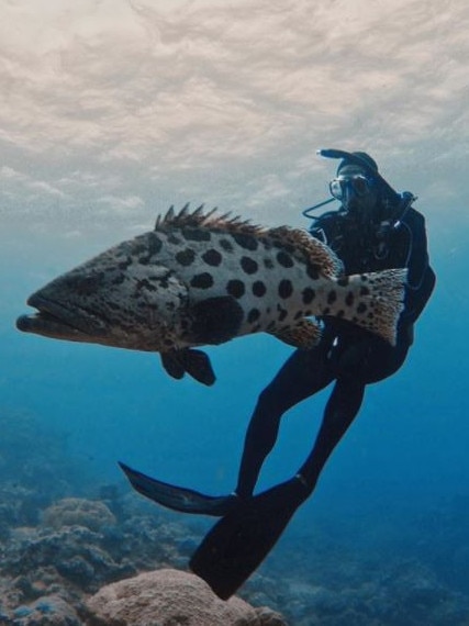 Actor Will Smith posted images of meeting some of the underwater locals while diving at Lizard Island. Picture: Instagram