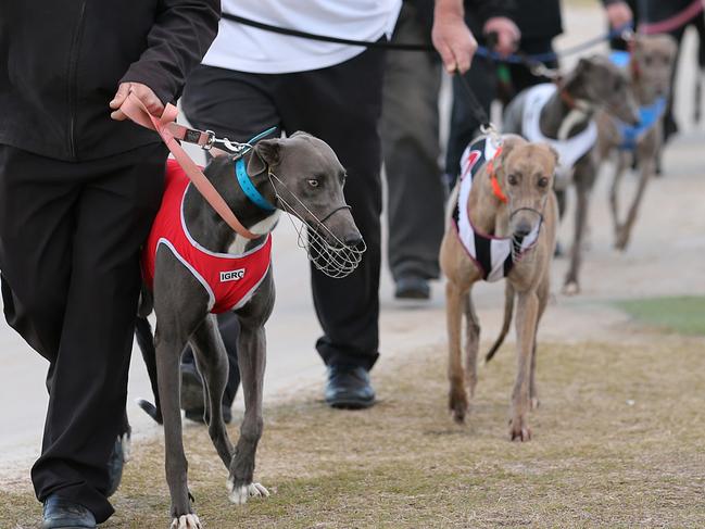 Greyhound racing this afternoon at the Ipswich tracks. Pictures: Jack Tran