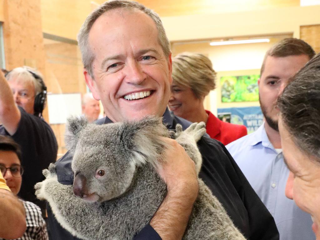 No, koalas aren't 'functionally extinct'—yet