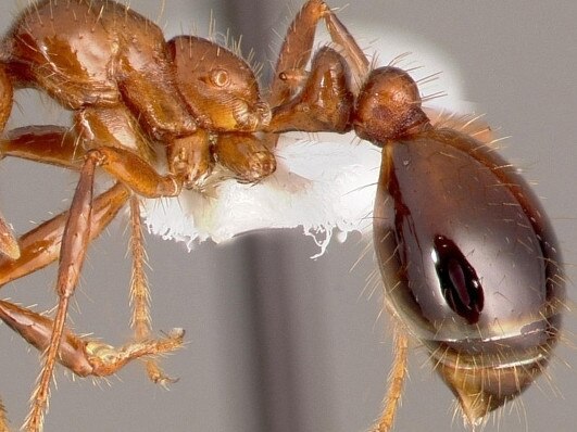 Fire ants have been found in Oakey. Photos: Invasive Species Council