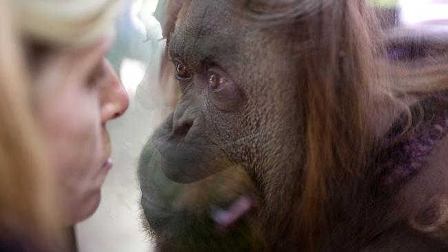 CORRECTS THAT THE ORANGUTAN IS NOT A "NON-HUMAN PERSON" - An orangutan named Sandra looks through a window at a journalist inside her enclosure at the Buenos Aires' Zoo in Buenos Aires, Argentina, Monday, Dec. 22, 2014. An Argentine court has ruled that Sandra, who has spent 20 years at the zoo, is entitled to some legal rights enjoyed by humans. The ruling would free Sandra from captivity and have her transferred to a nature sanctuary after a court recognized that the primate has some basic human rights. (AP Photo/Natacha Pisarenko)