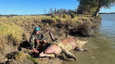 Normanton fisherman Dylan Leschke secures a crocodile carcass on the bank of the Norman River. Picture: Supplied