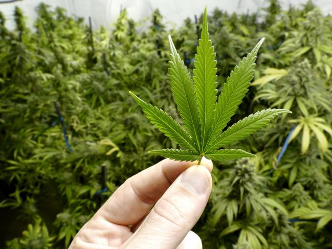 An Adelaide facility is set to start producing medical cannabis from early next year. Picture: News Regional Media